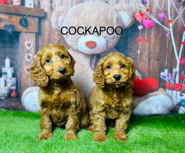 Cockapoo For Sale Liverpool