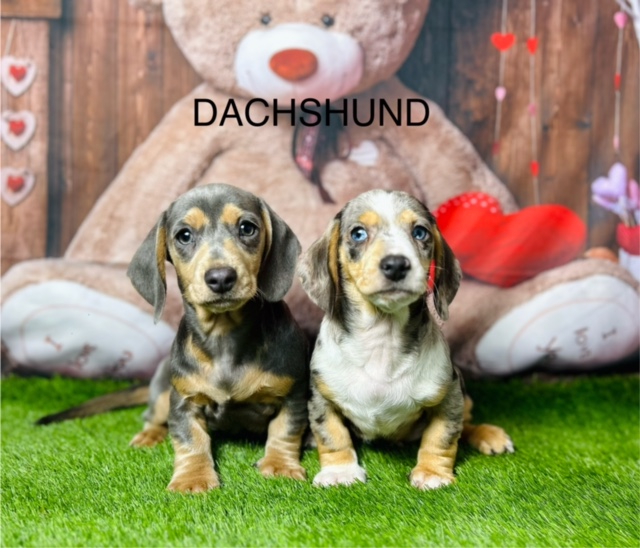 Dachshund Puppies For Sale UK
