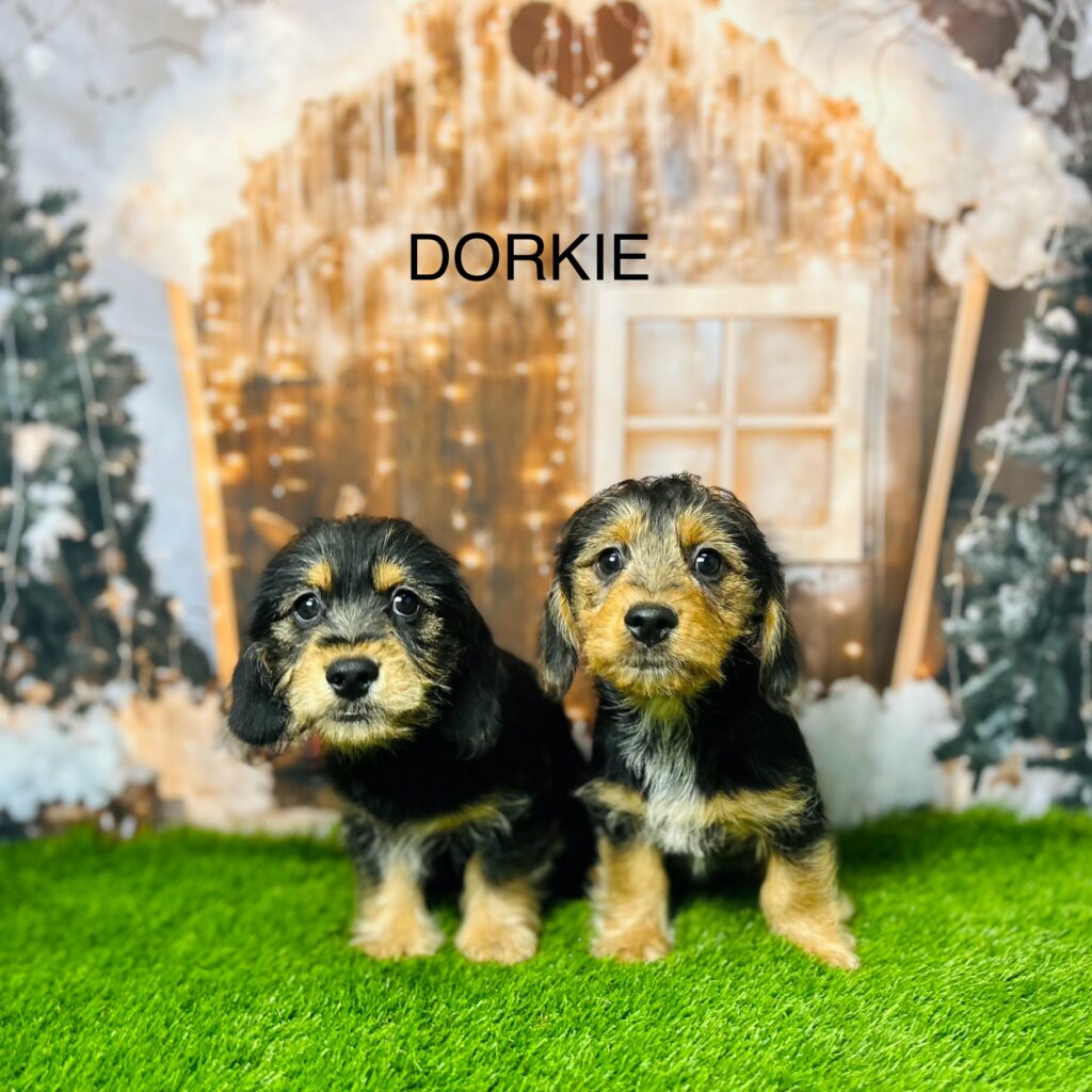 Dorkie Puppies For Sale UK