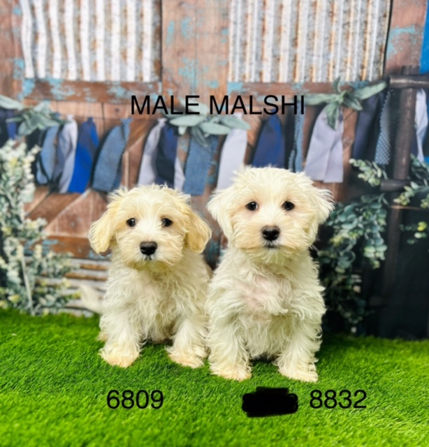 Malshi Puppies For Sale Manchester