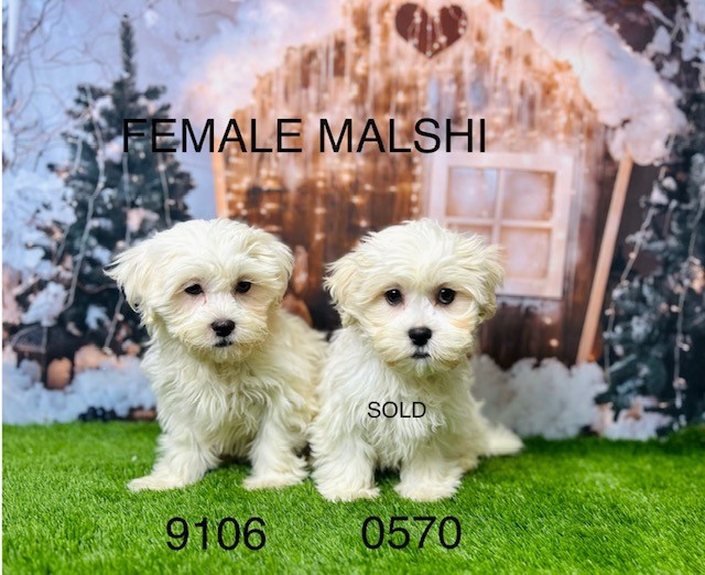 Malshi Puppies For Sale In The UK