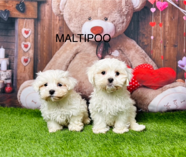 Maltipoo Puppies For Sale UK