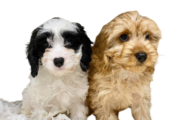 Choosing Your New Puppy: Tips for Finding the Right Fit