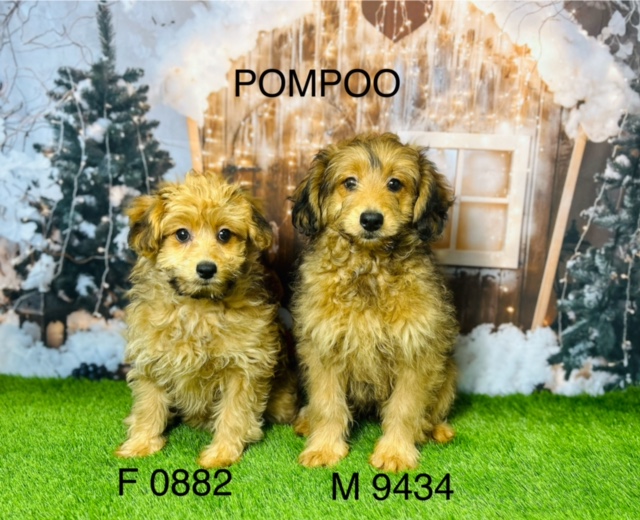 Pompoo Puppy For Sale