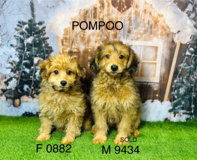 Pompoo Puppies