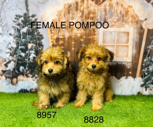 Pompoo Puppy For Sale