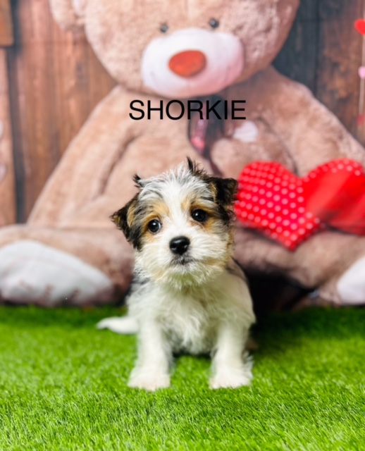 Shorkie Puppies For Sale Manchester