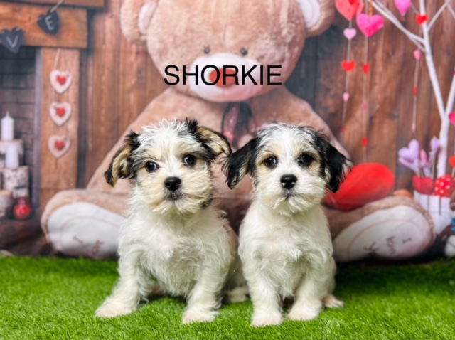 Shorkie Puppies For Sale Manchester