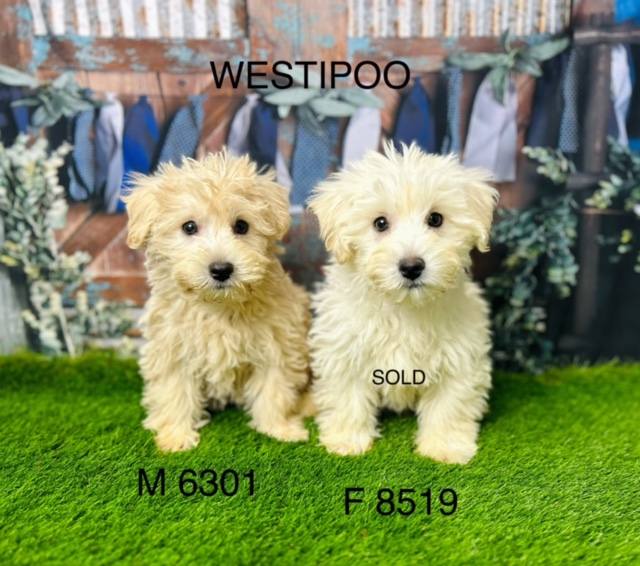 Westiepoo Puppy For Sale