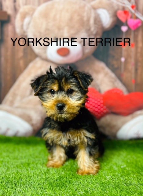 Yorkshire Terrier For Sale Leeds