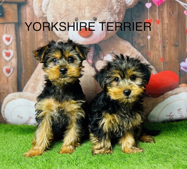 Yorkshire Terrier For Sale Manchester