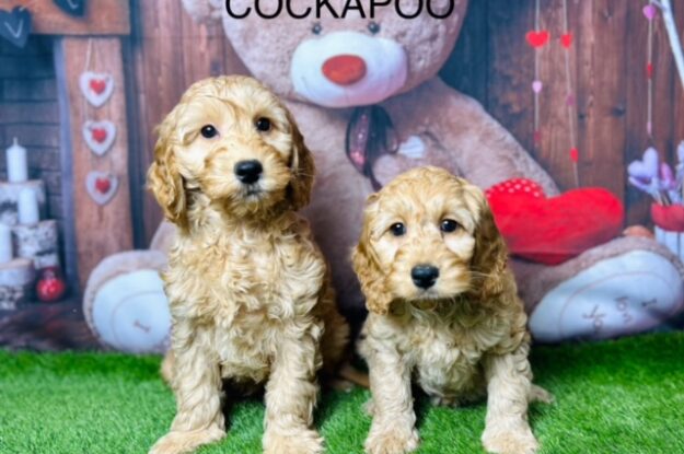 Cockapoo Myths Debunked: Separating Fact from Fiction About This Adorable Breed