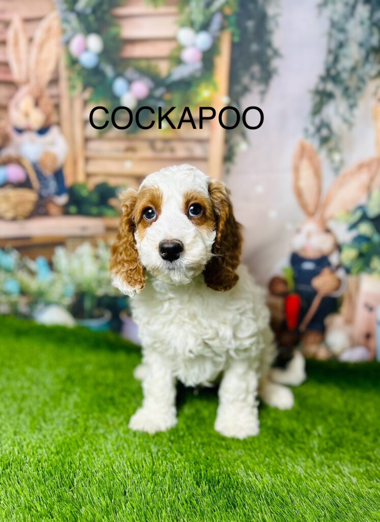 Cockapoo teacup for best sale sale