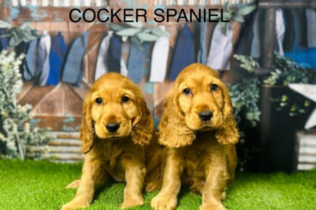 Puppy Proofing Your Home for Your Cocker Spaniel Pups