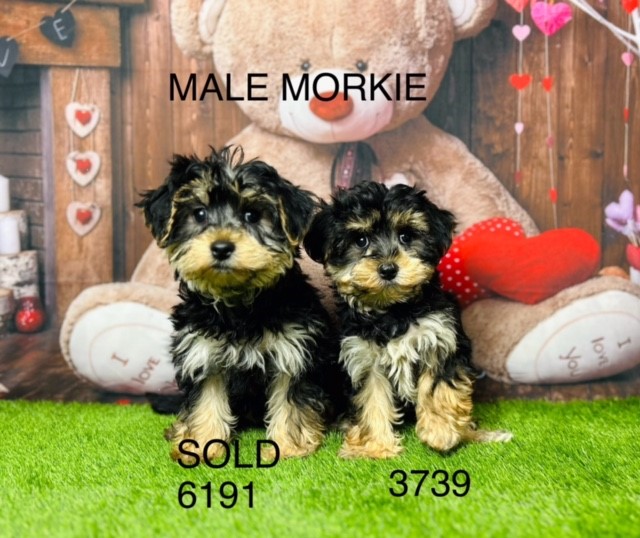 Older puppies for sales sale near me