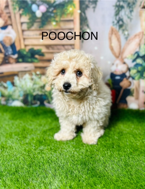Toy poochon for sale new arrivals