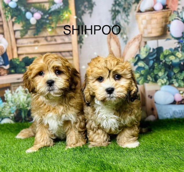 Shih Poo Puppy For Sale Shih Poo Puppies Breed Info Petland