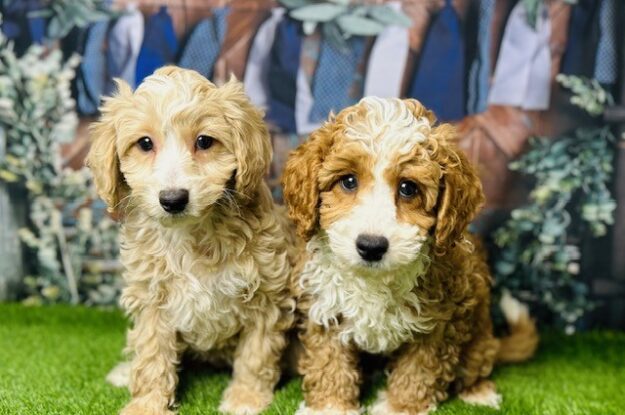 Picking The Perfect Pup – A Handbook For Aspiring Puppy Parents