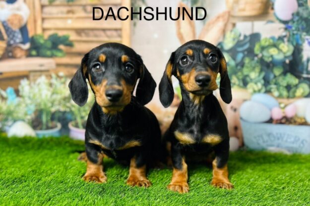 Dachshunds Make The Greatest Pets – Here’s Why