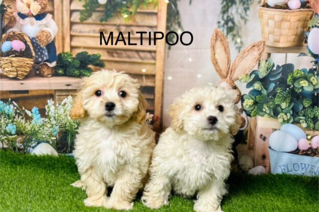 Maltipoo Puppy Care 101: Tips To A Healthy Fur Baby