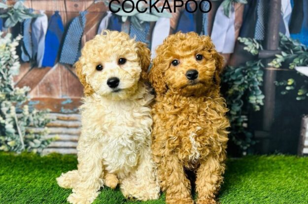 Cuddle, Play and Comfort with Cockapoos – Your Dream ESA