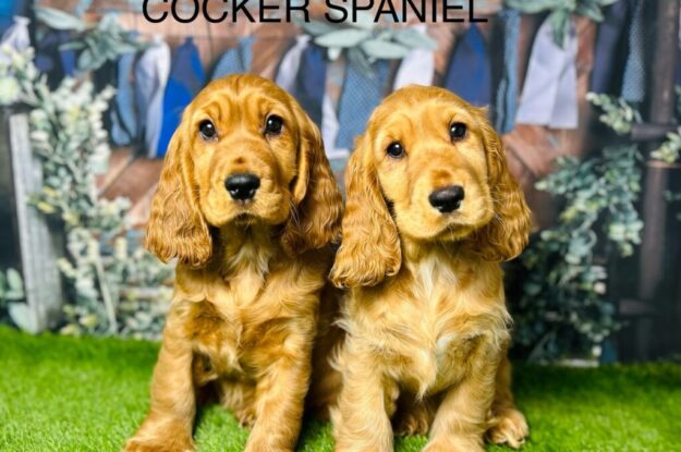 Embrace Life’s Best with a Cocker Spaniel Puppy