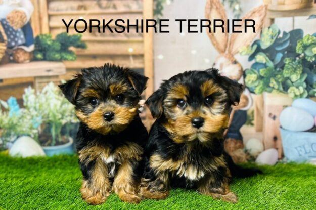Yorkshire Terrier Myths Debunked – Separating Fact from Fiction