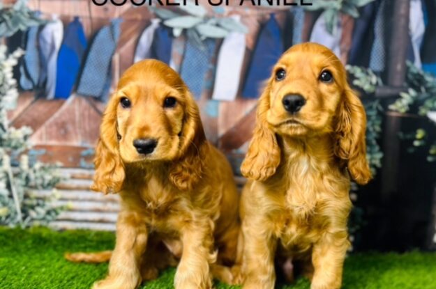 Tips for Travelling with Your Cocker Spaniel