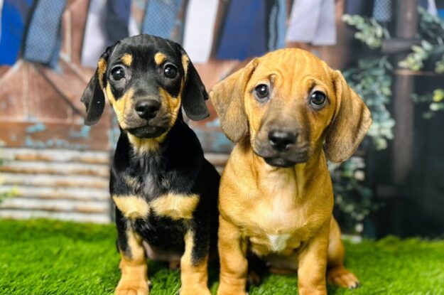 Why Should You Own a Cross-Breed Puppy?