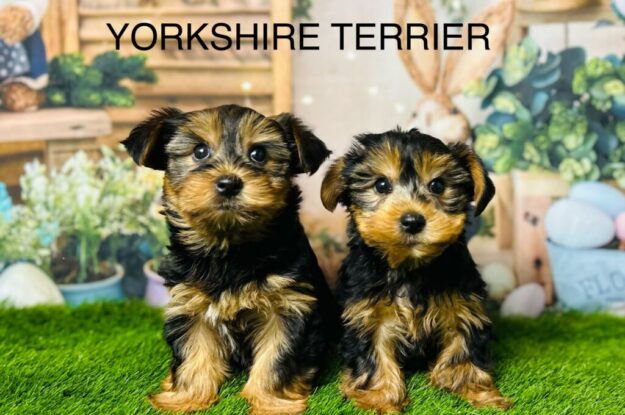 Feeding Your Yorkshire Terrier: Best Diet and Nutrition Tips