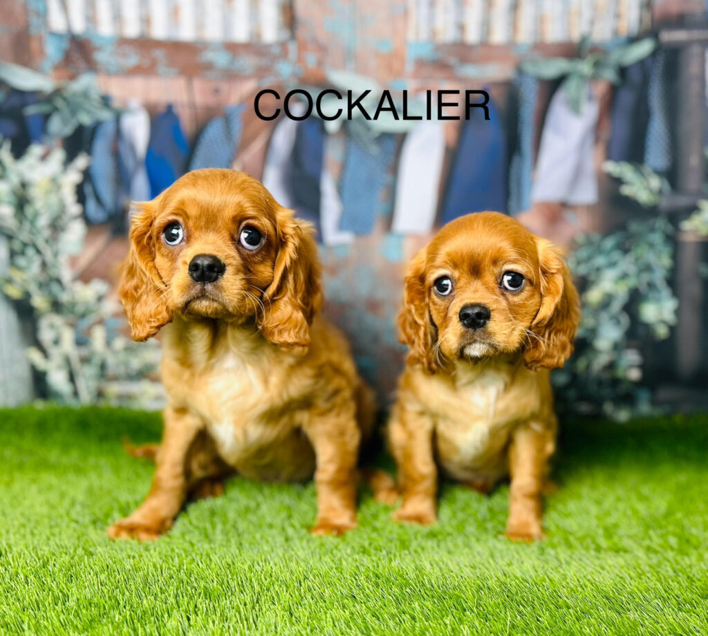 Hush puppies spaniel deals