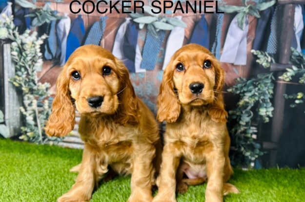 Keeping Those Ears Clean: Cocker Spaniel Hygiene 101