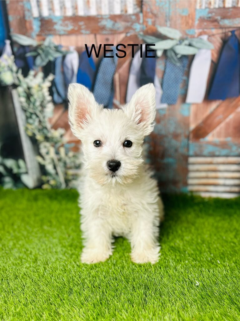 West hall kennels new arrivals