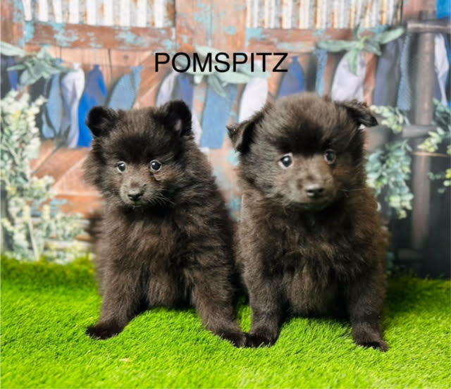 Hush puppies pomeranian 2025