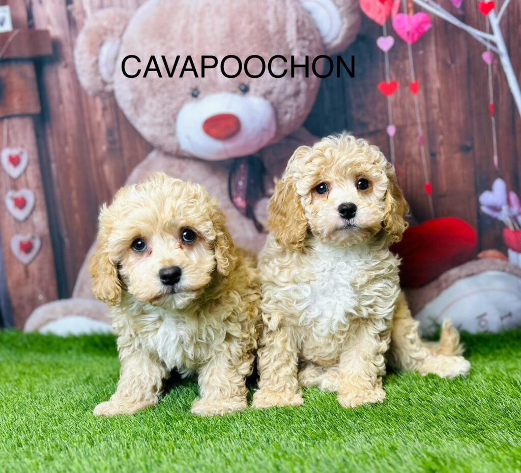 Cavapoochon Puppies For Sale Licensed Breeder UK Douglas Hall Kennels