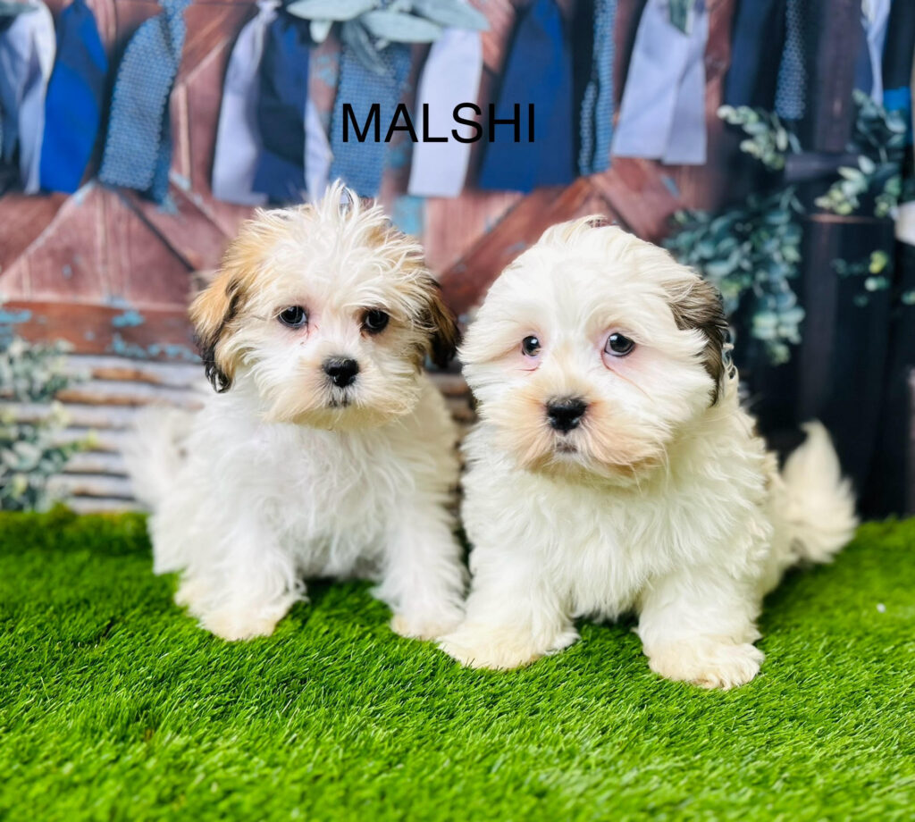 Pet stores with puppies for sale discount