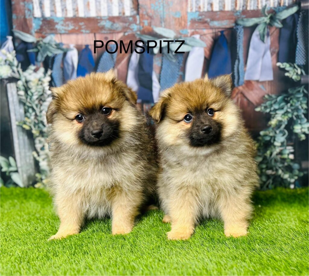 PomSpitz Dogs puppies for sale from a Licensed Breeder