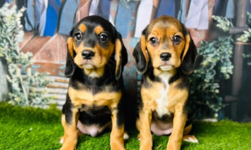 Raising a Happy Beaglier Puppy: Expert Tips for New Owners