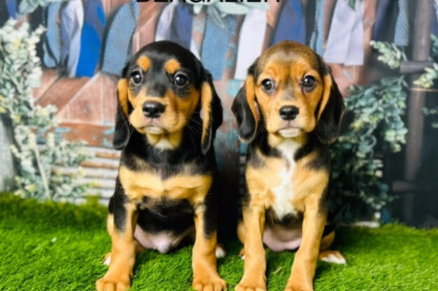 Raising a Happy Beaglier Puppy: Expert Tips for New Owners