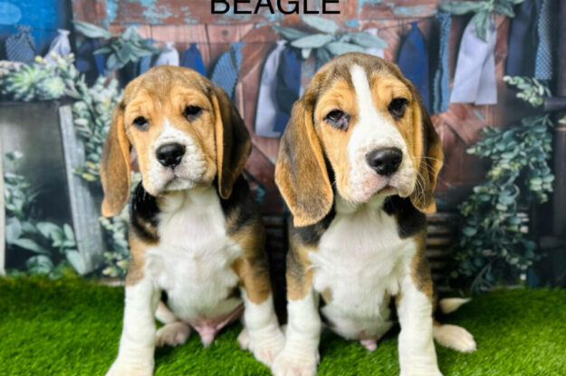 Beagle Love: Raising the World’s Most Curious Pup