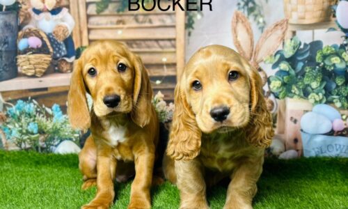 Why Bocker Puppies Are Stealing Hearts in Manchester!