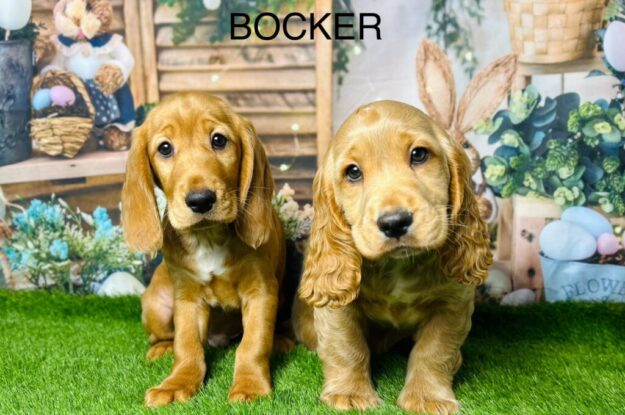 Why Bocker Puppies Are Stealing Hearts in Manchester!