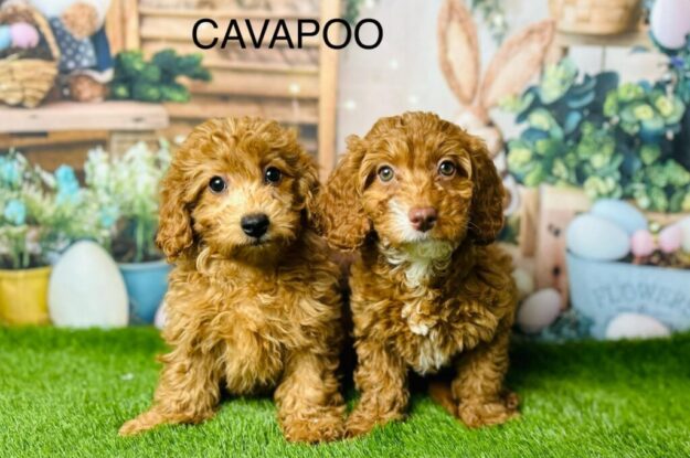 How to Stop Cavapoo from Biting: Tips to Keep Your Hands Safe