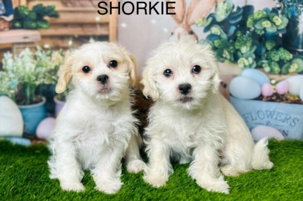 Teething, Zoomies & Snuggles: Surviving the Shorkie Puppy Phase