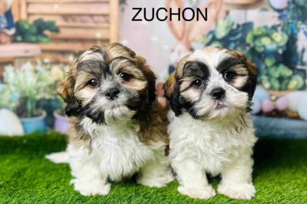 Zuchon Puppies: The Perfect Blend of Bichon Frise and Shih Tzu