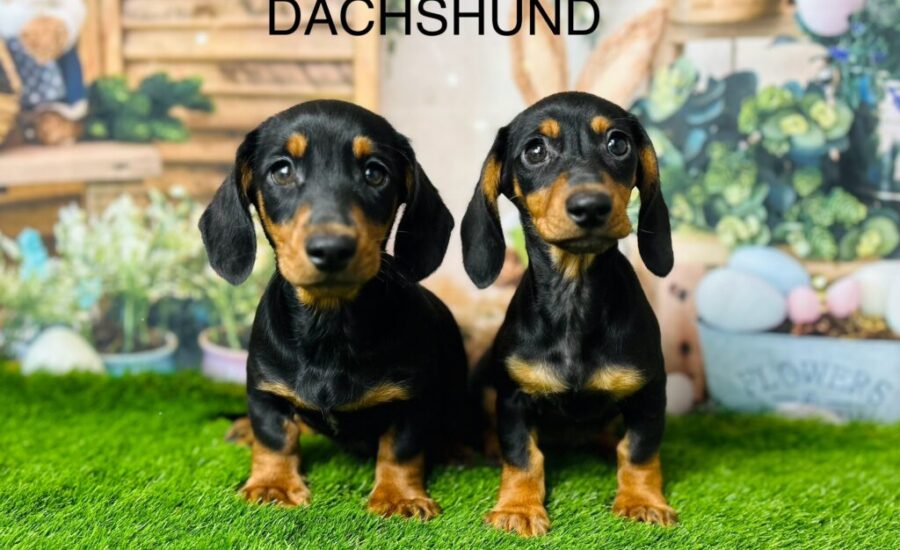 dachshund