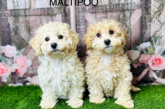 Things Only a Maltipoo Owner Will Understand