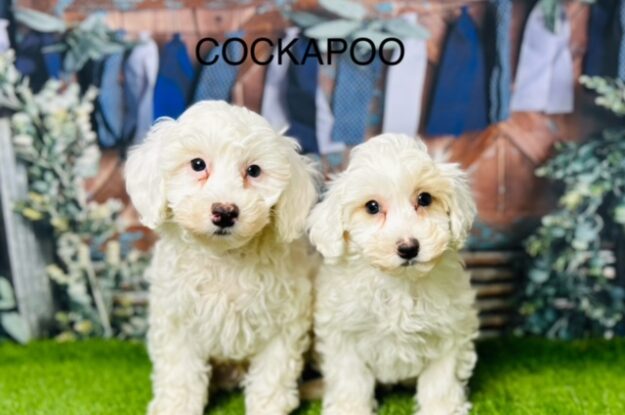 Cockapoo Craze: Why This Doodle Mix Is Stealing Hearts