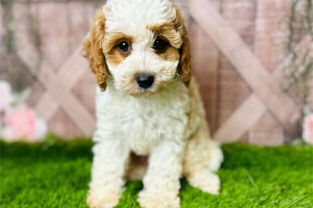House Training Tips for Your Cavapoochon Pups