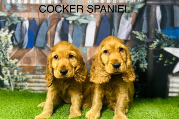 Travelling With Cocker Spaniels: Hacks for Stress-Free Journeys